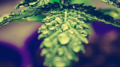 What Does Loq Mean Cbd