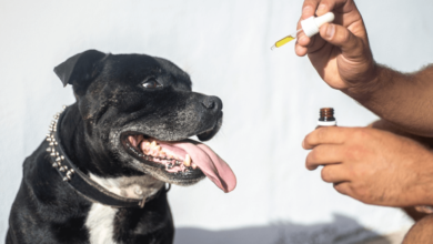 How Much Cbd Oil for Dogs