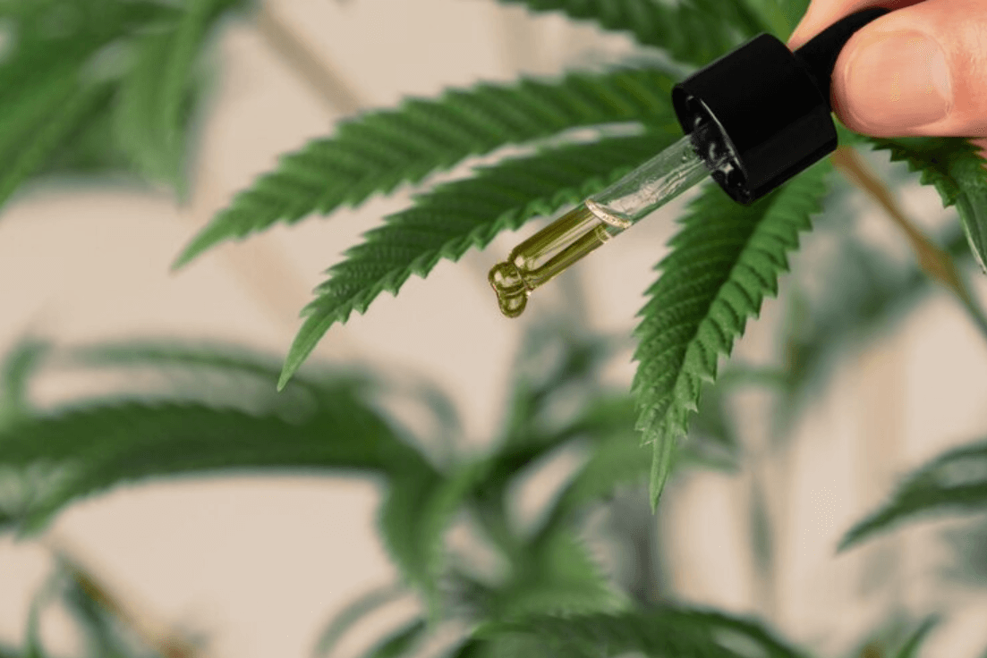 How to Tell CBD From Weed