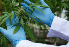 Top 10 Myths About Medical Marijuana, Debunked