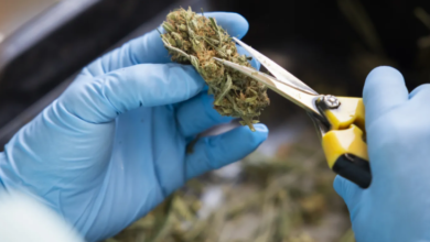 Cannabis Marketing Agency Insights for Medical Marijuana Brands