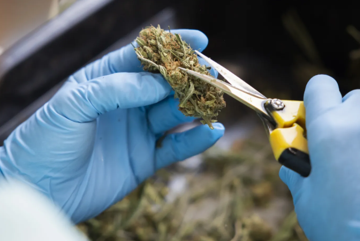 Cannabis Marketing Agency Insights for Medical Marijuana Brands